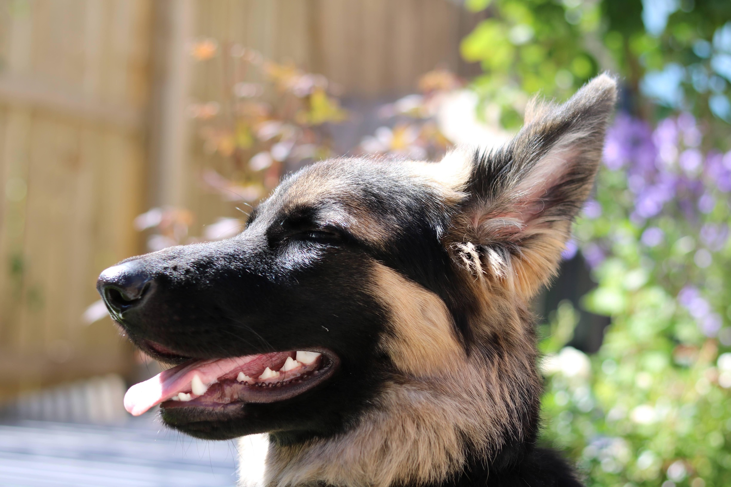 A happy dog at Field and Fur in Baildon